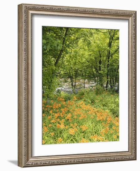 Day Lily Flowers Growing Along Little Pigeon River, Great Smoky Mountains National Park, Tennessee-Adam Jones-Framed Photographic Print