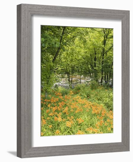 Day Lily Flowers Growing Along Little Pigeon River, Great Smoky Mountains National Park, Tennessee-Adam Jones-Framed Photographic Print