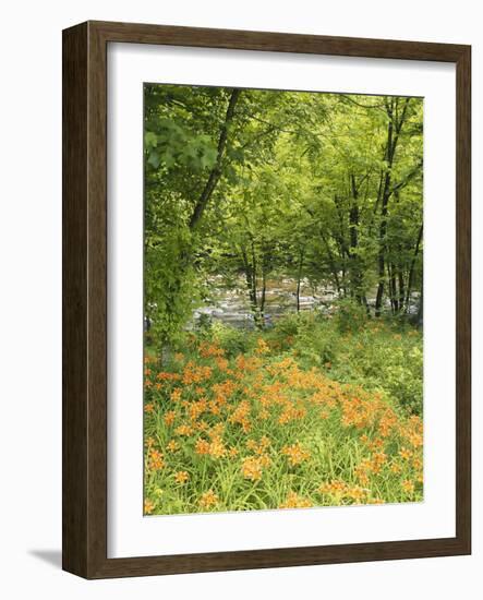 Day Lily Flowers Growing Along Little Pigeon River, Great Smoky Mountains National Park, Tennessee-Adam Jones-Framed Photographic Print