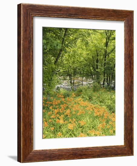 Day Lily Flowers Growing Along Little Pigeon River, Great Smoky Mountains National Park, Tennessee-Adam Jones-Framed Photographic Print