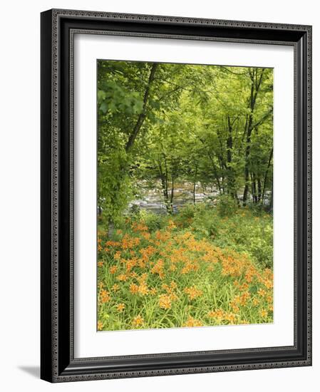 Day Lily Flowers Growing Along Little Pigeon River, Great Smoky Mountains National Park, Tennessee-Adam Jones-Framed Photographic Print