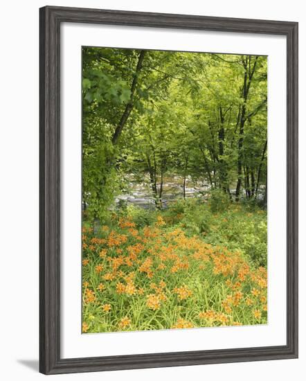 Day Lily Flowers Growing Along Little Pigeon River, Great Smoky Mountains National Park, Tennessee-Adam Jones-Framed Photographic Print