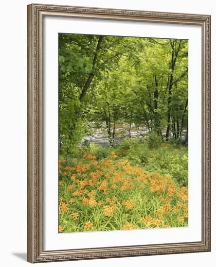 Day Lily Flowers Growing Along Little Pigeon River, Great Smoky Mountains National Park, Tennessee-Adam Jones-Framed Photographic Print