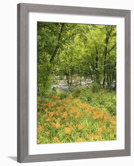 Day Lily Flowers Growing Along Little Pigeon River, Great Smoky Mountains National Park, Tennessee-Adam Jones-Framed Photographic Print