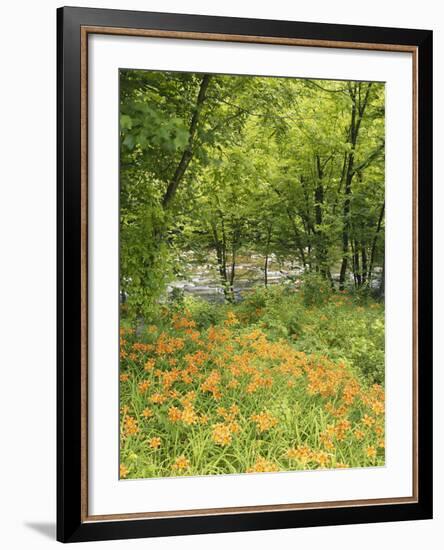 Day Lily Flowers Growing Along Little Pigeon River, Great Smoky Mountains National Park, Tennessee-Adam Jones-Framed Photographic Print