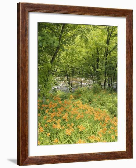 Day Lily Flowers Growing Along Little Pigeon River, Great Smoky Mountains National Park, Tennessee-Adam Jones-Framed Photographic Print