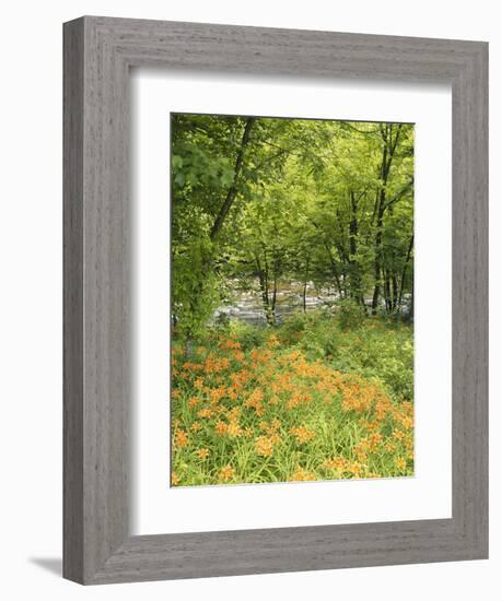 Day Lily Flowers Growing Along Little Pigeon River, Great Smoky Mountains National Park, Tennessee-Adam Jones-Framed Photographic Print