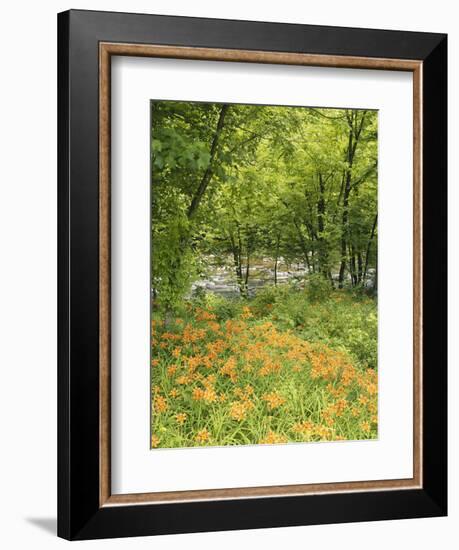 Day Lily Flowers Growing Along Little Pigeon River, Great Smoky Mountains National Park, Tennessee-Adam Jones-Framed Photographic Print