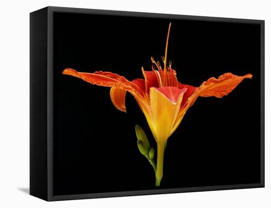 Day Lily I-Jim Christensen-Framed Premier Image Canvas