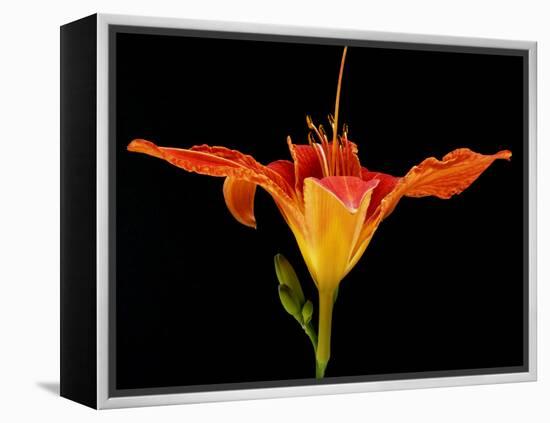 Day Lily I-Jim Christensen-Framed Premier Image Canvas