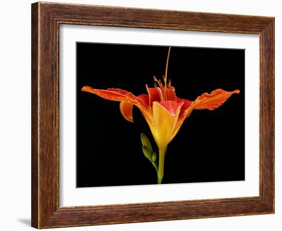 Day Lily I-Jim Christensen-Framed Photographic Print