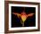 Day Lily I-Jim Christensen-Framed Photographic Print