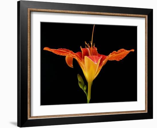 Day Lily I-Jim Christensen-Framed Photographic Print