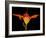 Day Lily I-Jim Christensen-Framed Photographic Print