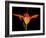 Day Lily I-Jim Christensen-Framed Photographic Print