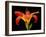 Day Lily II-Jim Christensen-Framed Photographic Print