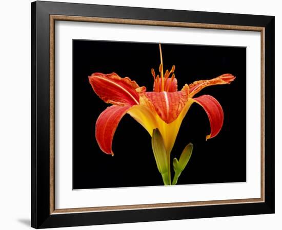 Day Lily II-Jim Christensen-Framed Photographic Print