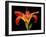 Day Lily II-Jim Christensen-Framed Photographic Print