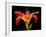 Day Lily II-Jim Christensen-Framed Photographic Print