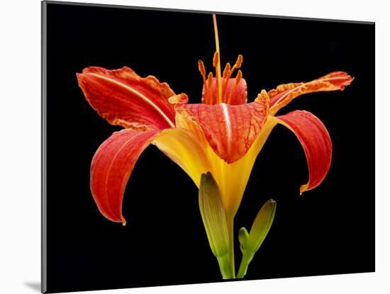 Day Lily II-Jim Christensen-Mounted Photographic Print