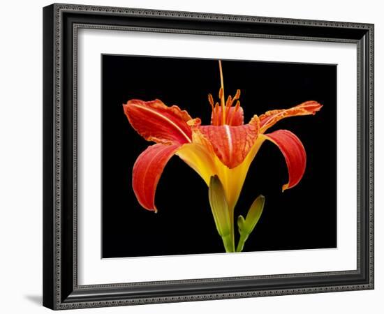 Day Lily II-Jim Christensen-Framed Photographic Print