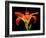 Day Lily II-Jim Christensen-Framed Photographic Print