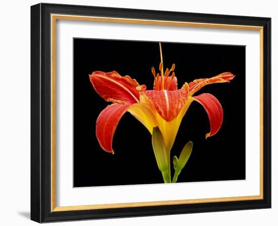 Day Lily II-Jim Christensen-Framed Photographic Print