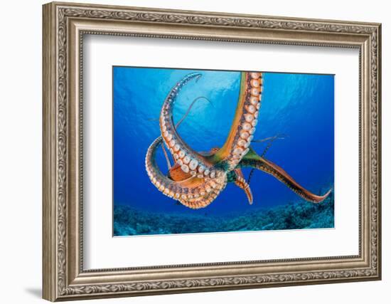 Day octopus moving across coral reef, Hawaii-David Fleetham-Framed Photographic Print