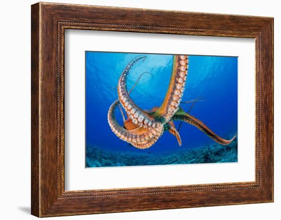 Day octopus moving across coral reef, Hawaii-David Fleetham-Framed Photographic Print