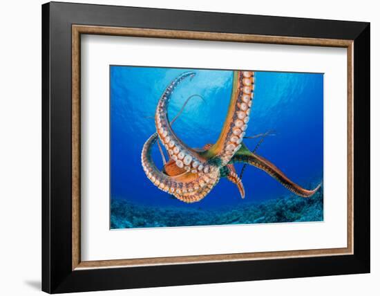 Day octopus moving across coral reef, Hawaii-David Fleetham-Framed Photographic Print