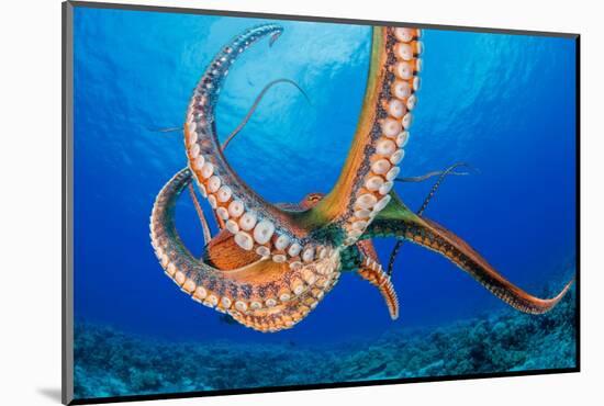 Day octopus moving across coral reef, Hawaii-David Fleetham-Mounted Photographic Print