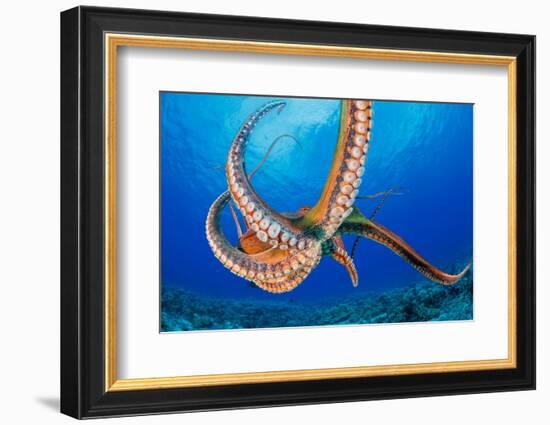 Day octopus moving across coral reef, Hawaii-David Fleetham-Framed Photographic Print