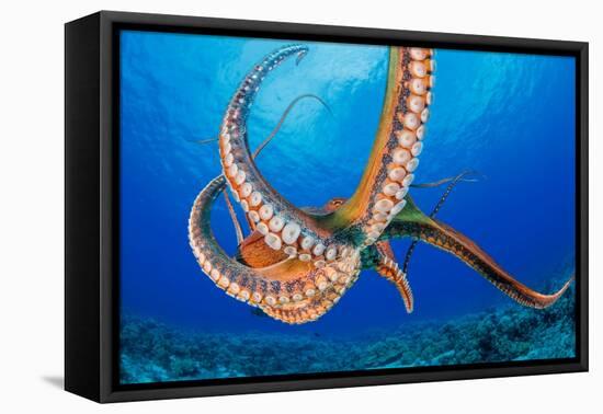 Day octopus moving across coral reef, Hawaii-David Fleetham-Framed Premier Image Canvas