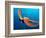 Day Octopus, near Kona, Big Island, Hawaii, USA-Stuart Westmoreland-Framed Photographic Print