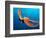 Day Octopus, near Kona, Big Island, Hawaii, USA-Stuart Westmoreland-Framed Photographic Print