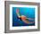 Day Octopus, near Kona, Big Island, Hawaii, USA-Stuart Westmoreland-Framed Photographic Print