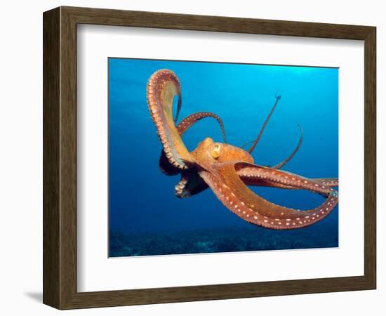 Day Octopus, near Kona, Big Island, Hawaii, USA-Stuart Westmoreland-Framed Photographic Print