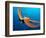 Day Octopus, near Kona, Big Island, Hawaii, USA-Stuart Westmoreland-Framed Photographic Print