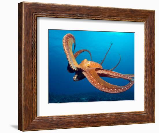 Day Octopus, near Kona, Big Island, Hawaii, USA-Stuart Westmoreland-Framed Photographic Print