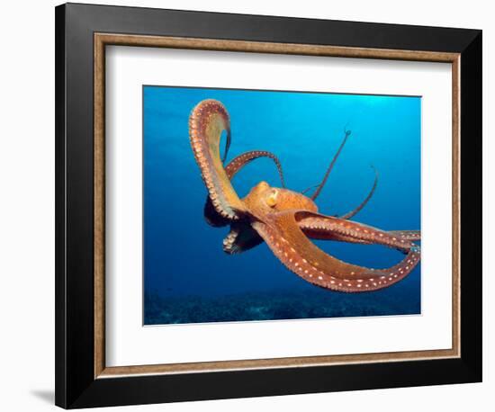 Day Octopus, near Kona, Big Island, Hawaii, USA-Stuart Westmoreland-Framed Photographic Print