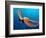 Day Octopus, near Kona, Big Island, Hawaii, USA-Stuart Westmoreland-Framed Photographic Print