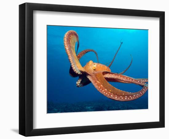 Day Octopus, near Kona, Big Island, Hawaii, USA-Stuart Westmoreland-Framed Photographic Print