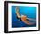 Day Octopus, near Kona, Big Island, Hawaii, USA-Stuart Westmoreland-Framed Photographic Print