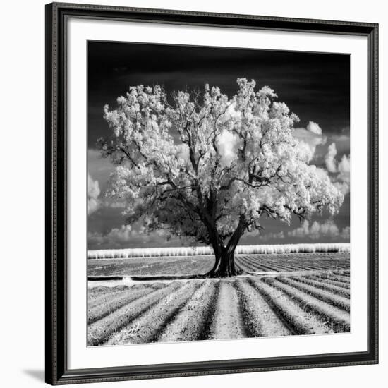 Daydream-Mike Jones-Framed Art Print