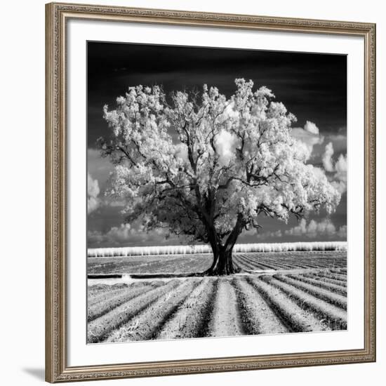 Daydream-Mike Jones-Framed Art Print