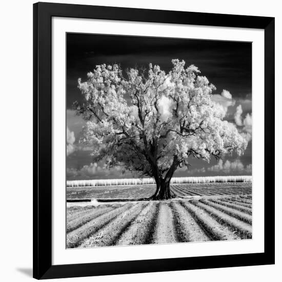 Daydream-Mike Jones-Framed Art Print