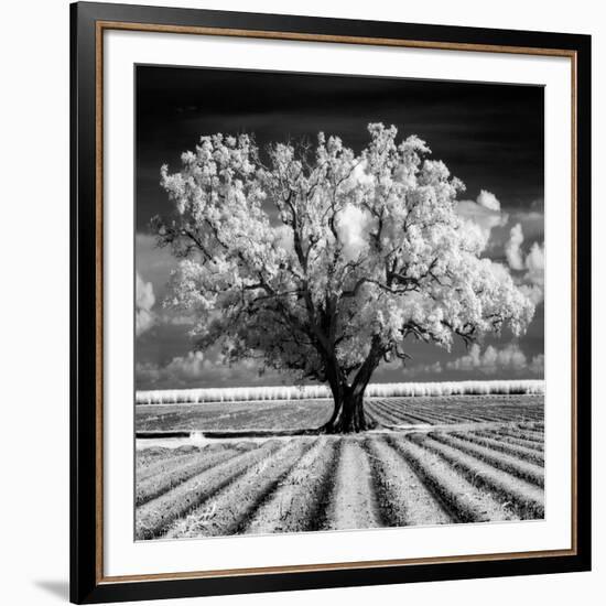 Daydream-Mike Jones-Framed Art Print