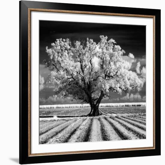 Daydream-Mike Jones-Framed Art Print