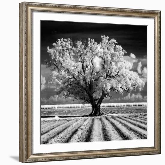 Daydream-Mike Jones-Framed Art Print