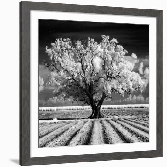 Daydream-Mike Jones-Framed Art Print